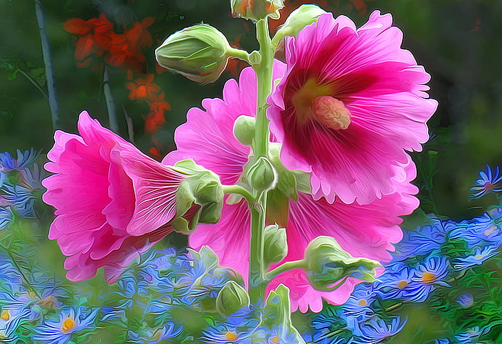 pink petaled flowers, line, flowers, petals, garden, mallow, HD wallpaper