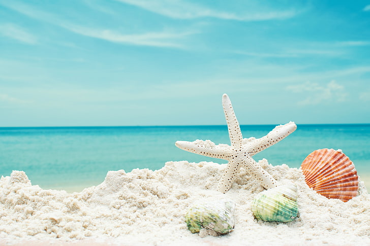 砂、海、ビーチ、星、シェル、夏、青、ヒトデ、貝殻、 HDデスクトップの壁紙