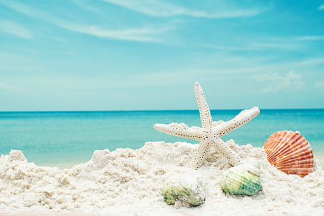 sand, sea, beach, star, shell, summer, blue, starfish, seashells, HD wallpaper HD wallpaper