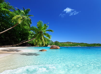 zielone palmy, piasek, morze, plaża, niebo, słońce, tropiki, palmy, ocean, brzeg, lato, słońce, niebo, ocean, wybrzeże, niebieski, raj, wakacje, tropikalny, palma, szmaragd, Tapety HD HD wallpaper