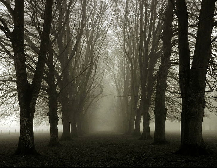 Misty Lane, leafless tree, trees, forest, foggy, misty, lane, 3d and abstract, HD wallpaper