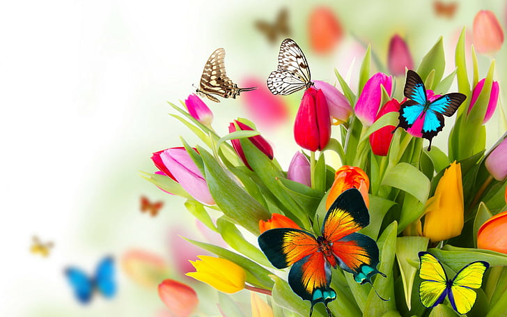 Цветы Разноцветные, красивые, свежие, тюльпаны, бабочки, весна, разноцветные, цветы, HD обои