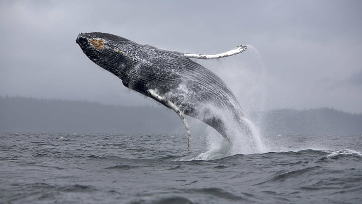 Animal, Whale, Breaching, Humpback Whale, HD wallpaper