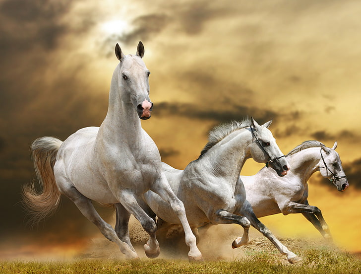 White three horse HD wallpapers free download | Wallpaperbetter