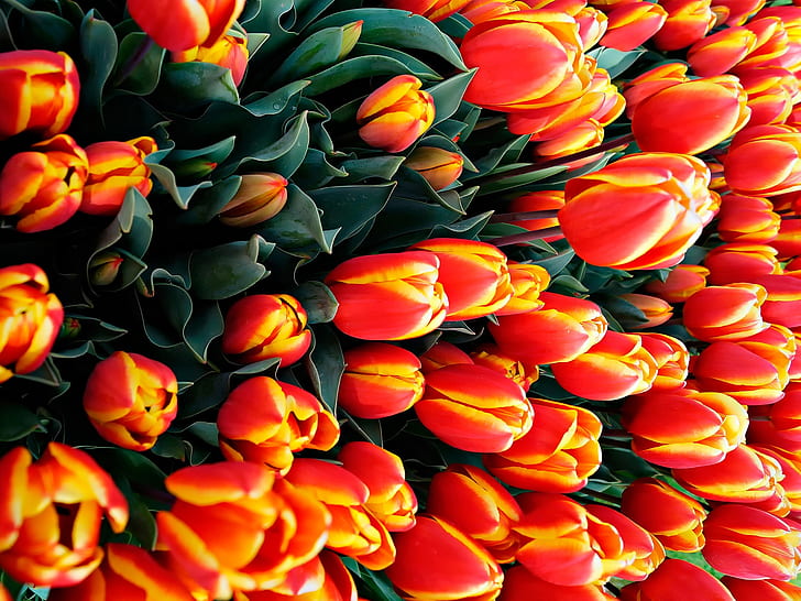 Beaucoup de tulipes, fleurs d'oranger, tulipes rouges et jaunes, Beaucoup, Tulipes, Orange, Fleurs, Fond d'écran HD