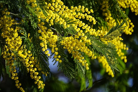 ดอกไม้ต้นไมยราบสีเหลือง, ฤดูใบไม้ผลิ, อะเคเซีย, มิโมซ่า, วอลล์เปเปอร์ HD HD wallpaper