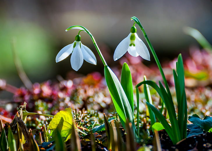 Przebiśnieg natura, dwa białe kwiaty, przebiśnieg, wiosna, natura, Tapety HD