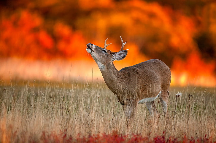 Deer on fired field, Autumn Fire, deer, fall, wildlife, HD wallpaper