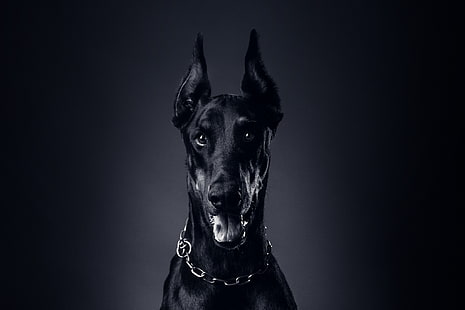 adulte noir et feu Doberman pinshcer, langue, chien, chaîne, collier, Doberman, Fond d'écran HD HD wallpaper