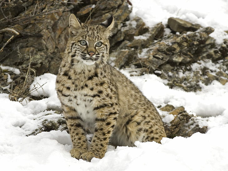 Lynx Cat Snow HD, zwierzęta, kot, śnieg, ryś, Tapety HD