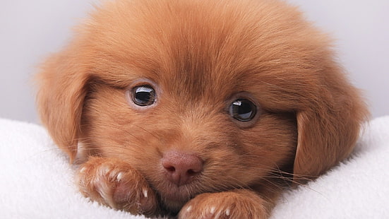 cucciolo marrone, pelo corto, cane, cuccioli, animali, Sfondo HD HD wallpaper