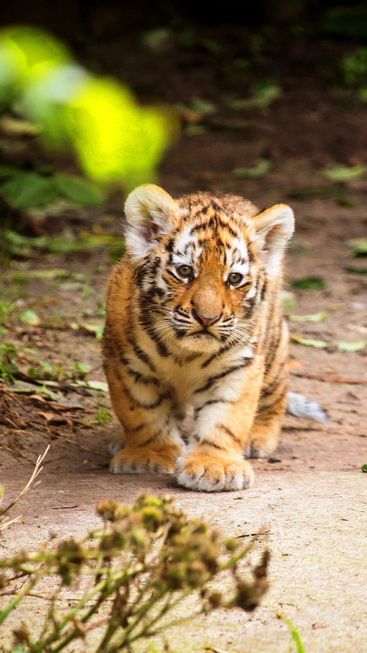Tiger Kitten And Burdock, orange tiger cub, Animals, Tiger, cube, HD wallpaper