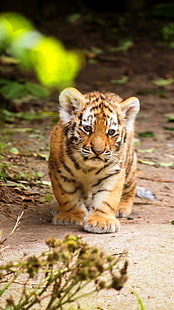 Тигренок и лопух, оранжевый тигренок, животные, тигр, кубик, HD обои HD wallpaper