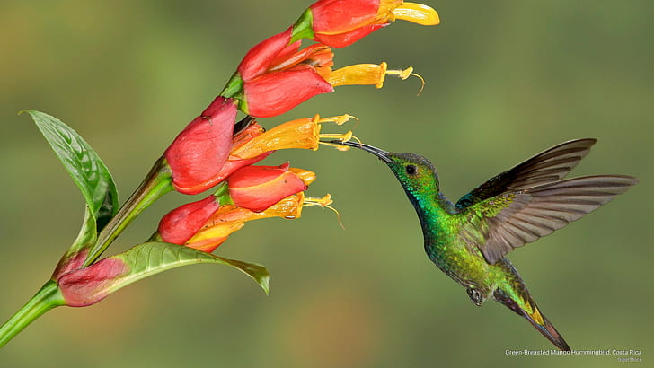 Green-Breasted Mango Hummingbird, Costa Rica, Birds, HD wallpaper
