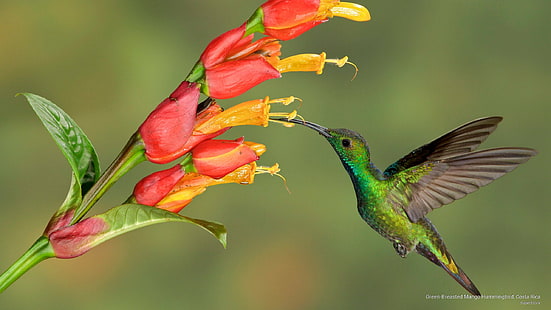 Yeşil göğüslü Mango sinek kuşu, Kosta Rika, kuşlar, HD masaüstü duvar kağıdı HD wallpaper