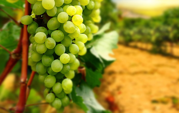green grapes, leaves, branches, grapes, bunch, vineyard, HD wallpaper