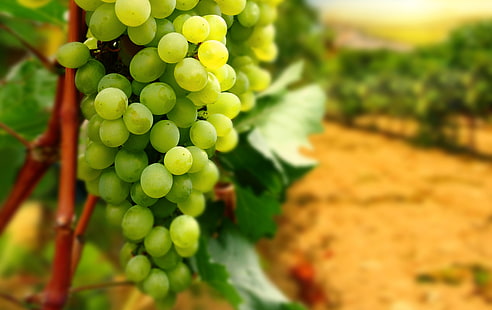 zielone winogrona, liście, gałęzie, winogrona, kiść, winnica, Tapety HD HD wallpaper