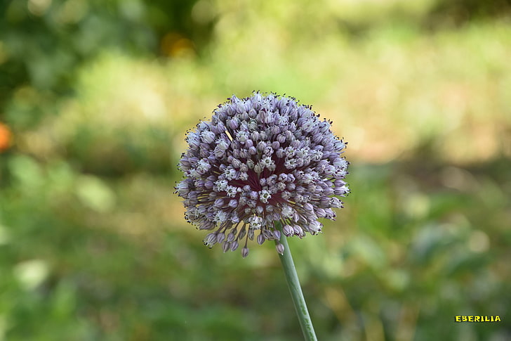 ดอกไม้หัวหอมธรรมชาติ Eberilia, วอลล์เปเปอร์ HD
