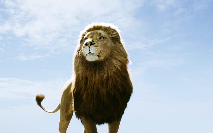 Aslan di Narnia Dawn Treader, fajar, narnia, treader, aslan, Wallpaper HD