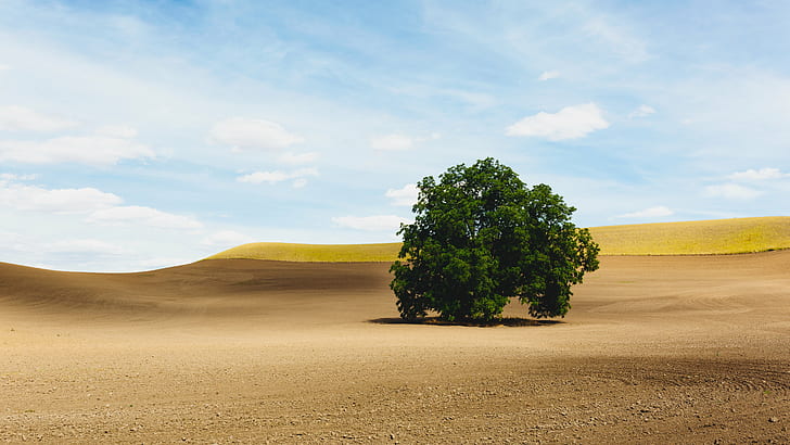 green leaf tree at the dessert, For The Birds, Birds...  green, green leaf, dessert, tree  farm, field, landscape, nature, sky, dirt, Canon EOS 5D Mark III, Sigma, 35mm, F1.4, DG, HSM, Pacific Northwest, westrock, rural Scene, hill, road, land, outdoors, summer, desert, agriculture, tree, HD wallpaper