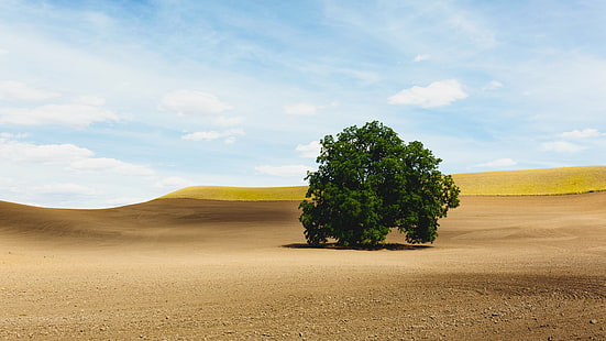 green leaf tree at the dessert, For The Birds, Birds...  green, green leaf, dessert, tree  farm, field, landscape, nature, sky, dirt, Canon EOS 5D Mark III, Sigma, 35mm, F1.4, DG, HSM, Pacific Northwest, westrock, rural Scene, hill, road, land, outdoors, summer, desert, agriculture, tree, HD wallpaper HD wallpaper