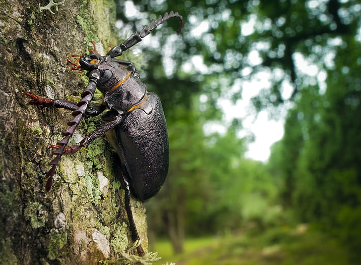 pohon, serangga, kumbang, kayu, binatang, Wallpaper HD