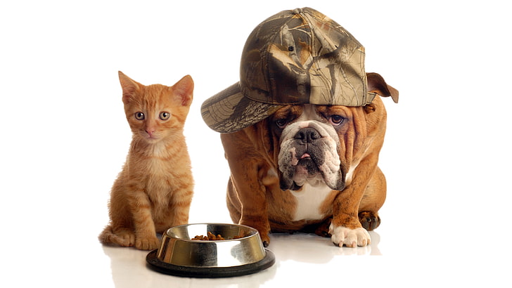 foto divertente di bulldog e gattino insieme, Sfondo HD
