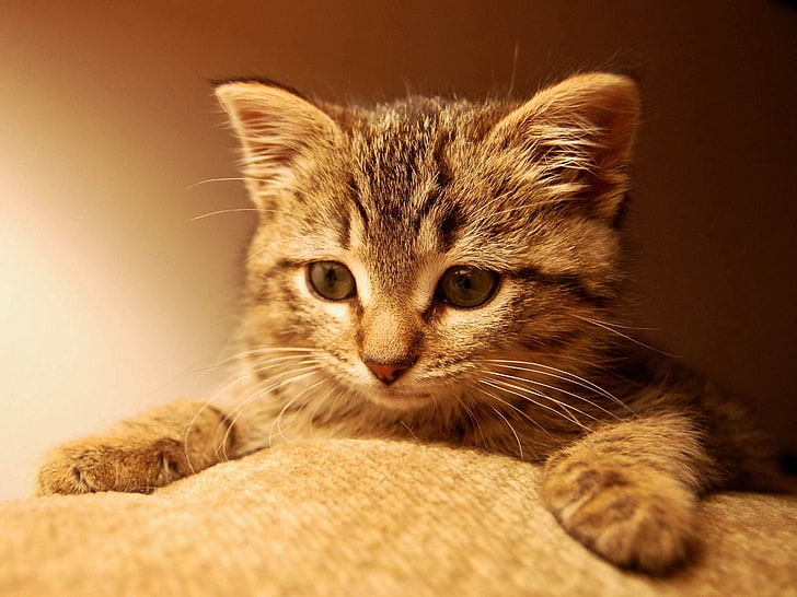коричневый полосатый котенок, кот, кошки, котенок, имбирь, HD обои