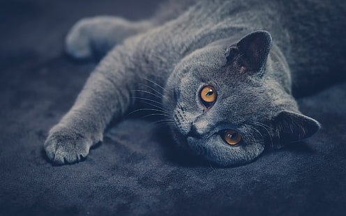 Британская короткошерстная кошка взгляд, британская, короткошерстная, кошка, взгляд, HD обои HD wallpaper
