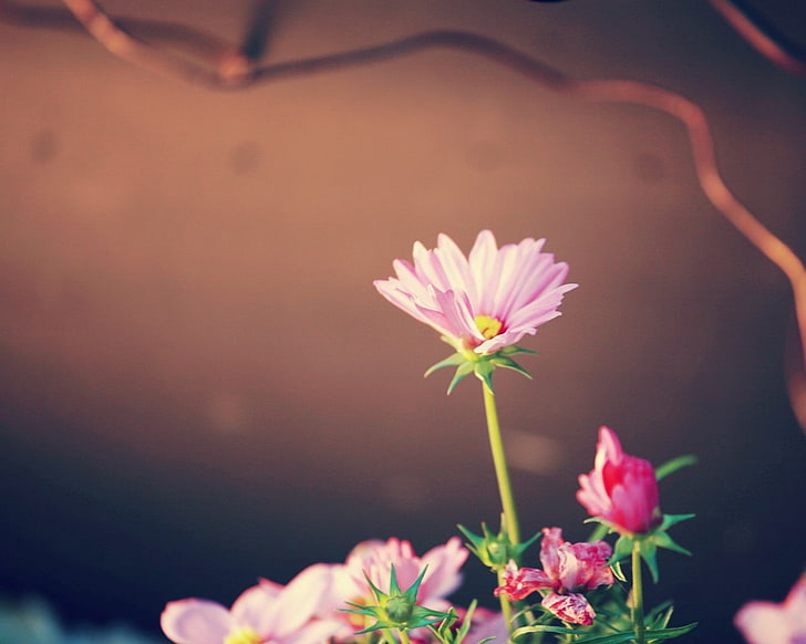 pink flowers, flower, pink, petals, white, green, HD wallpaper