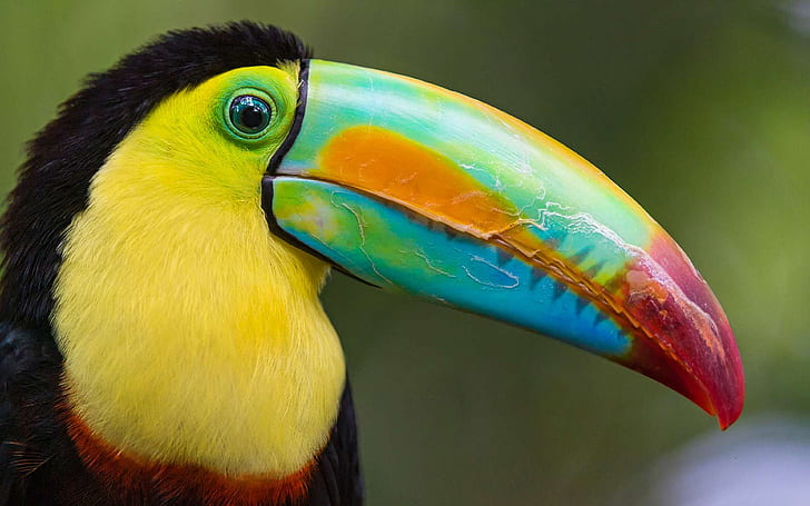 Toucan Exotic Bird Costa Rica Desktop HD Wallpaper For Mobile Phones Tablet and Pc 3840 × 2400، خلفية HD