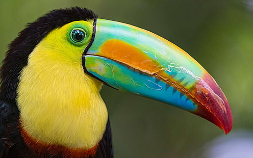 Toucan Exotic Bird Kosta Rika Desktop Hd Wallpaper Untuk Ponsel Tablet Dan Pc 3840 × 2400, Wallpaper HD HD wallpaper