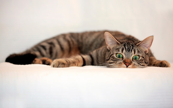 Cat tabby eyes изненада-Photo HD Wallpaper, HD тапет