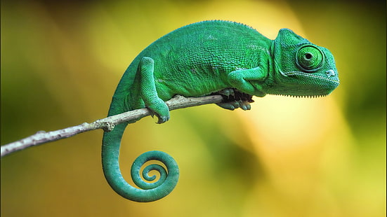 chameleon, 4k, HD wallpaper HD wallpaper