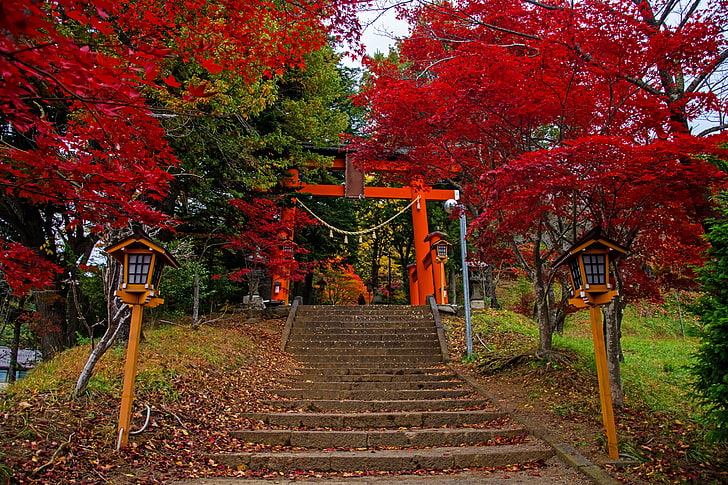 есен, листа, дървета, парк, Япония, светлини, стълба, сцена, цветни, Fujiyoshida, HD тапет