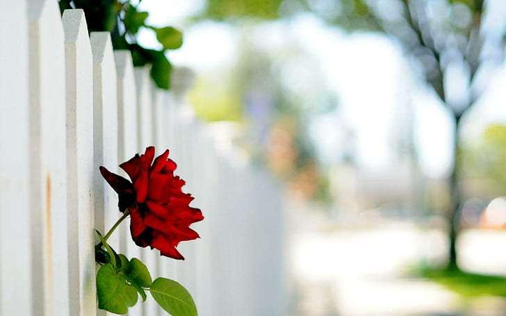 Flower Rose Fence, red rose, flower, rose, fence, HD wallpaper