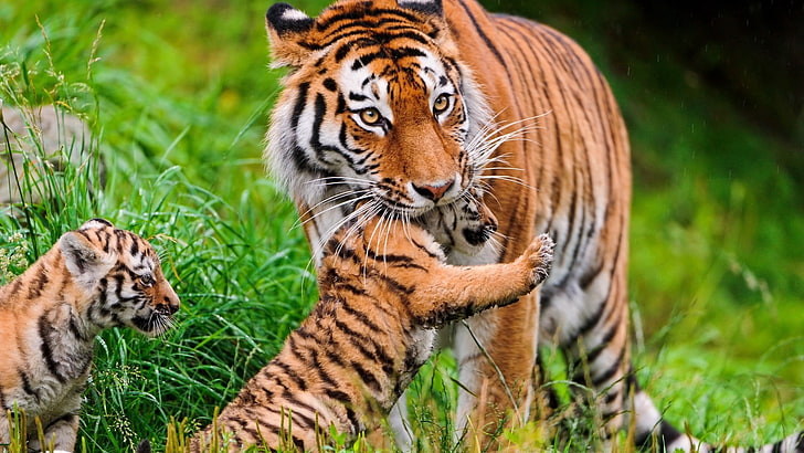 взрослый коричневый и черный тигр с двумя детенышами, тигр, детёныш, трава, уход, HD обои