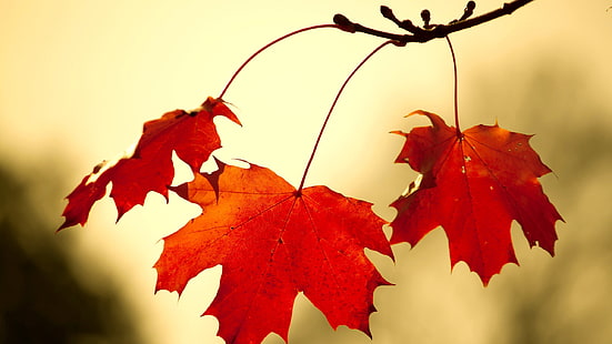фотография със селективен фокус на червен кленов лист, листа, есен, природа, растения, HD тапет HD wallpaper