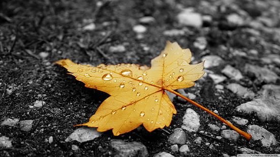 braunes Ahornblatt, Natur, Blätter, Wassertropfen, selektiver Farbton, Makro, HD-Hintergrundbild HD wallpaper