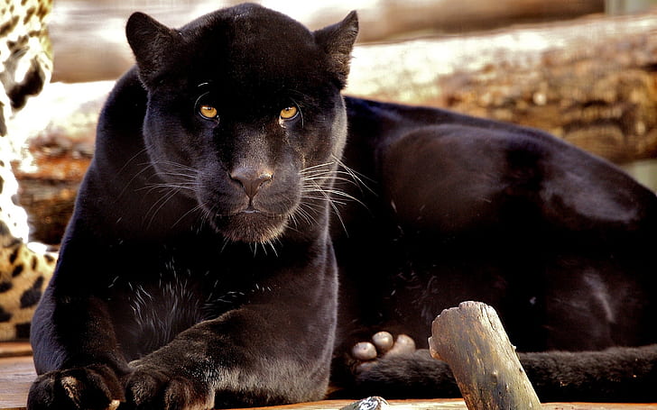 Carnivores, black panther, black phanter, Carnivores, Black, Panther, HD wallpaper