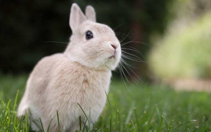Bunny Rabbit Cute Free Desktop, baby djur, kanin, söt, desktop, kanin, HD tapet