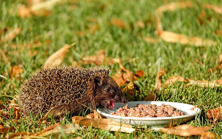 animal, close up, cute, eating, grass, hedgehog, lawn, little, HD wallpaper