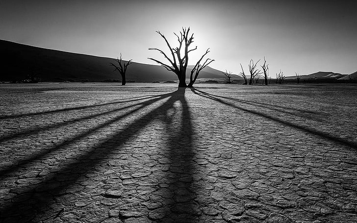 silhouette of withered tree, desert, rocks, plants, drought, black and white, HD wallpaper
