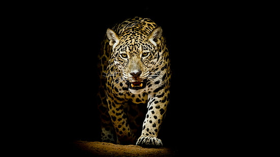 leopardo, mamífero, animais selvagens, animal terrestre, gato grande, escuridão, escuro, bigodes, HD papel de parede HD wallpaper