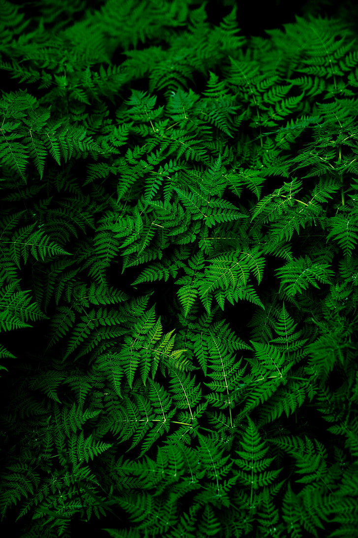 nature, plants, ferns, green, leaves, macro, HD wallpaper