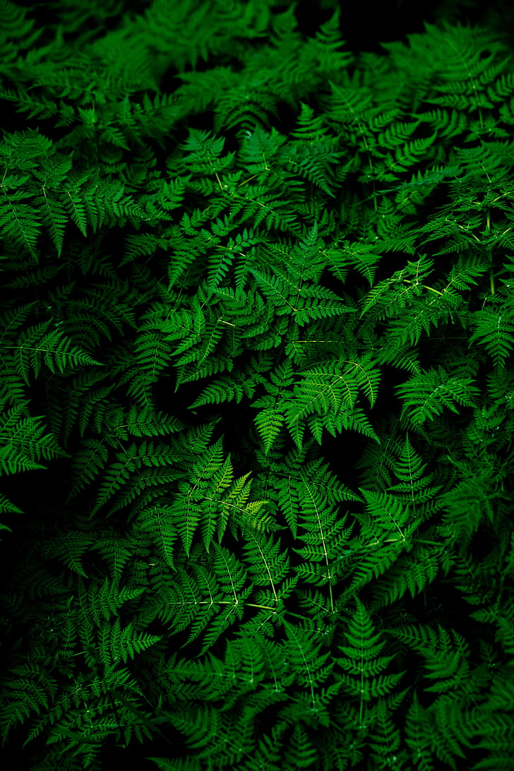 green leafed plant, nature, plants, ferns, macro, green, leaves, HD wallpaper