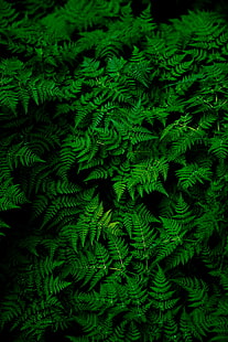 green leafed plant, nature, plants, ferns, macro, green, leaves, HD wallpaper HD wallpaper