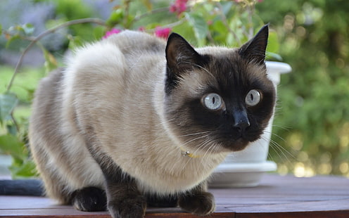 Сиамский кот, сиамский кот, милый, HD обои HD wallpaper