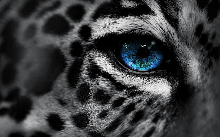 foto di gatto dagli occhi blu, leopardo, leopardi delle nevi, leopardo (animale), colorazione selettiva, animali, arte digitale, Sfondo HD