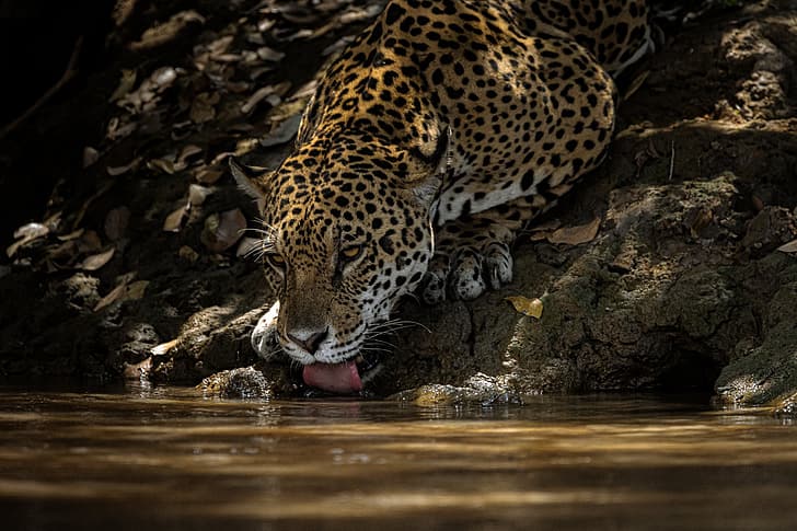 water, thirst, predator, Jaguar, drink, wild cat, HD wallpaper